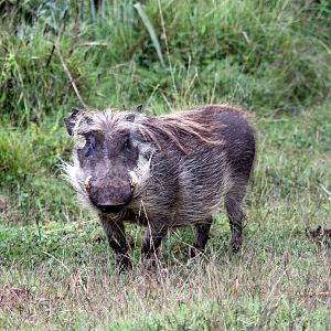 common warthog (Phacochoerus africanus)