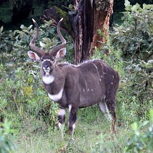 mountain nyala (Tragelaphus buxtoni) male