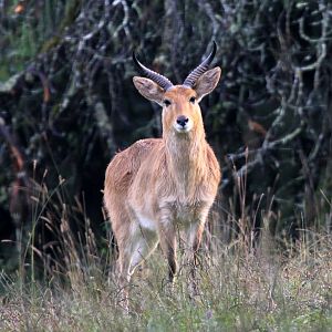 Abyssinian bohor reedbuck (Redunca redunca bohor)
