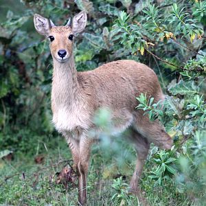 Abyssinian bohor reedbuck (Redunca redunca bohor) young male
