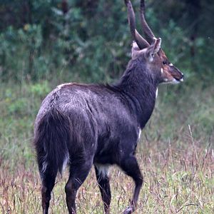 Menelik's Bushbuck (Tragelaphus scriptus meneliki)