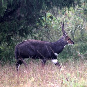 Menelik's Bushbuck (Tragelaphus scriptus meneliki)
