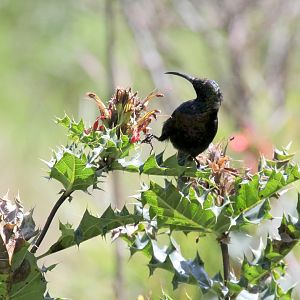 sunbird species ID?