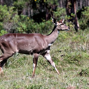 mountain nyala (Tragelaphus buxtoni) female