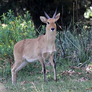 Abyssinian bohor reedbuck (Redunca redunca bohor) male