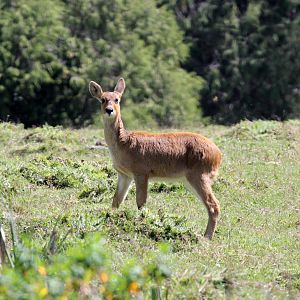 Abyssinian bohor reedbuck (Redunca redunca bohor) female