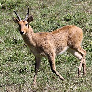 Abyssinian bohor reedbuck (Redunca redunca bohor) male