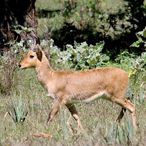 Abyssinian bohor reedbuck (Redunca redunca bohor) male