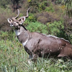 mountain nyala (Tragelaphus buxtoni) male