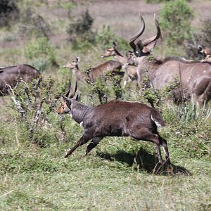 Menelik's Bushbuck (Tragelaphus scriptus meneliki) & mountain nyala (Tragelaphus buxtoni)