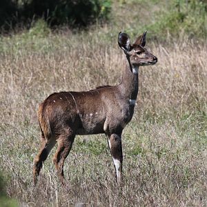 mountain nyala (Tragelaphus buxtoni) young