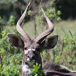 mountain nyala (Tragelaphus buxtoni) male