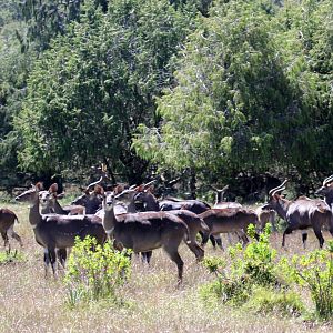 mountain nyala (Tragelaphus buxtoni) large group