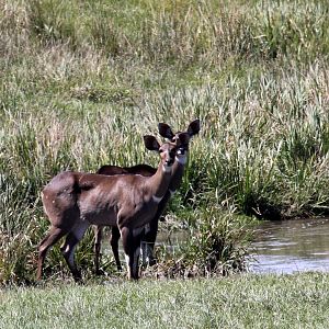 mountain nyala (Tragelaphus buxtoni)
