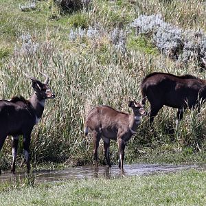mountain nyala (Tragelaphus buxtoni)