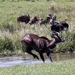 mountain nyala (Tragelaphus buxtoni) doing its best Lechwe impression