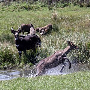 mountain nyala (Tragelaphus buxtoni) doing its best Lechwe impression
