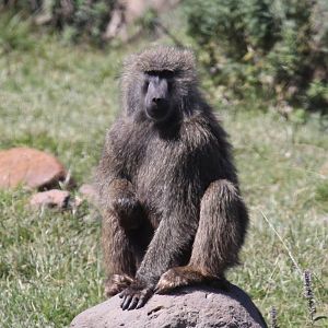 olive baboon (Papio anubis)