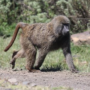 olive baboon (Papio anubis)