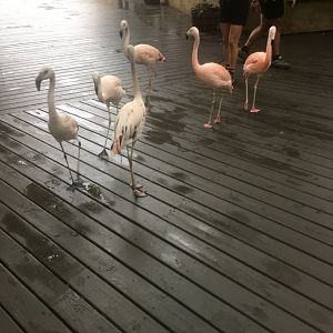 Juvenile Caribbean Flamingos