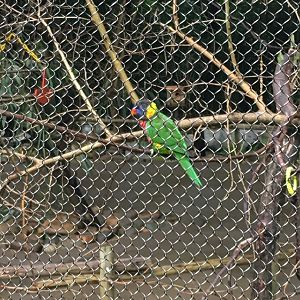 Lorikeet