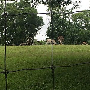 Zebra, ostrich, bontebok
