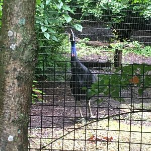 Cassowary
