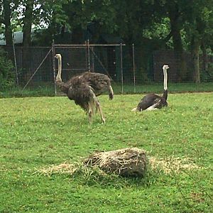 Ostriches