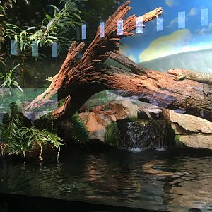 Mixed species terrarium (Peru)