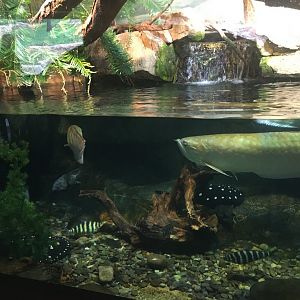 Mixed species terrarium (Peru)