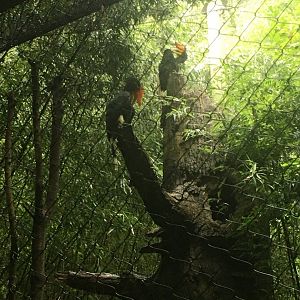 Rhinoceros hornbills