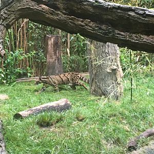 Clouded leopard