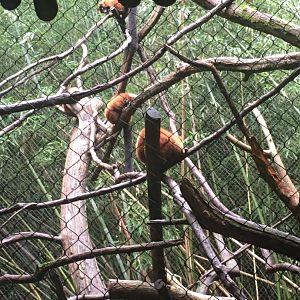 Red-ruffed lemurs
