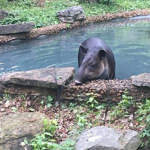 Baird’s Tapir