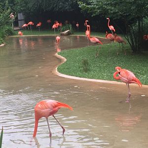 Caribbean Flamingos