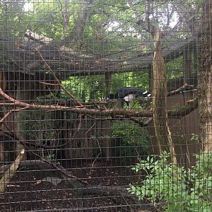 Blue-billed Curassow