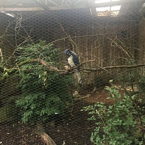 Black Throated Magpie Jay