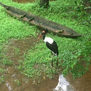 Saddle-billed stork