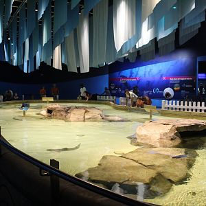 Oceans - Shark and Ray Touch Tank