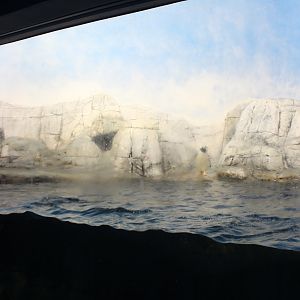 Oceans - Antarctic Penguin Exhibit