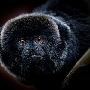 Goeldi's Monkey / Hamerton / 29-6-20