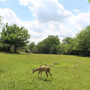 Plains - African Savannah