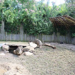 Plains - Warthog & Cape Porcupine Exhibit
