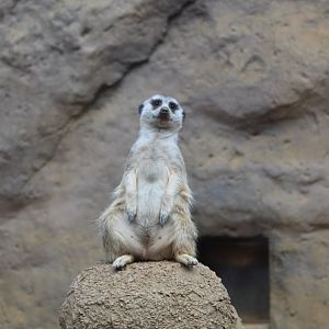 Meerkat
