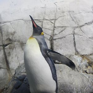 King Penguin