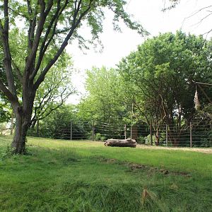 Tembo Camp - African Elephant Exhibit (New in 2020)