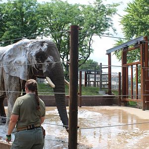 Tembo Camp - Elephant Demo Yard (New in 2020)