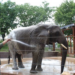Tembo Camp - Elephant Bath (New in 2020)