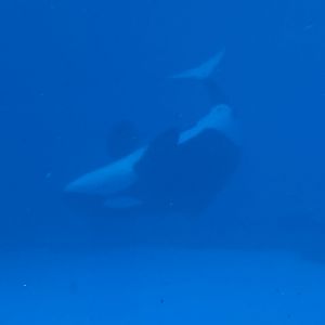 Killer whale (Orcinus orca)