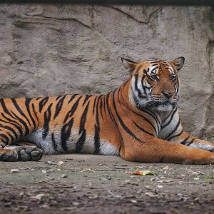South China tiger